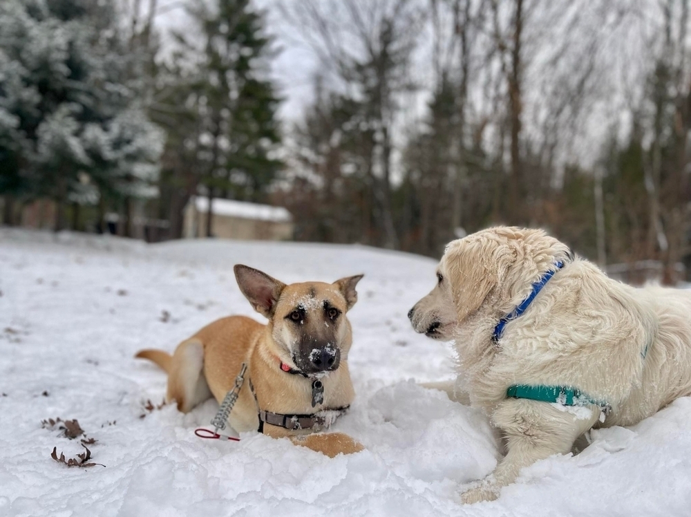 Lucy Leigh, an adoptable German Shepherd Dog in Fredonia, WI, 53021 | Photo Image 1