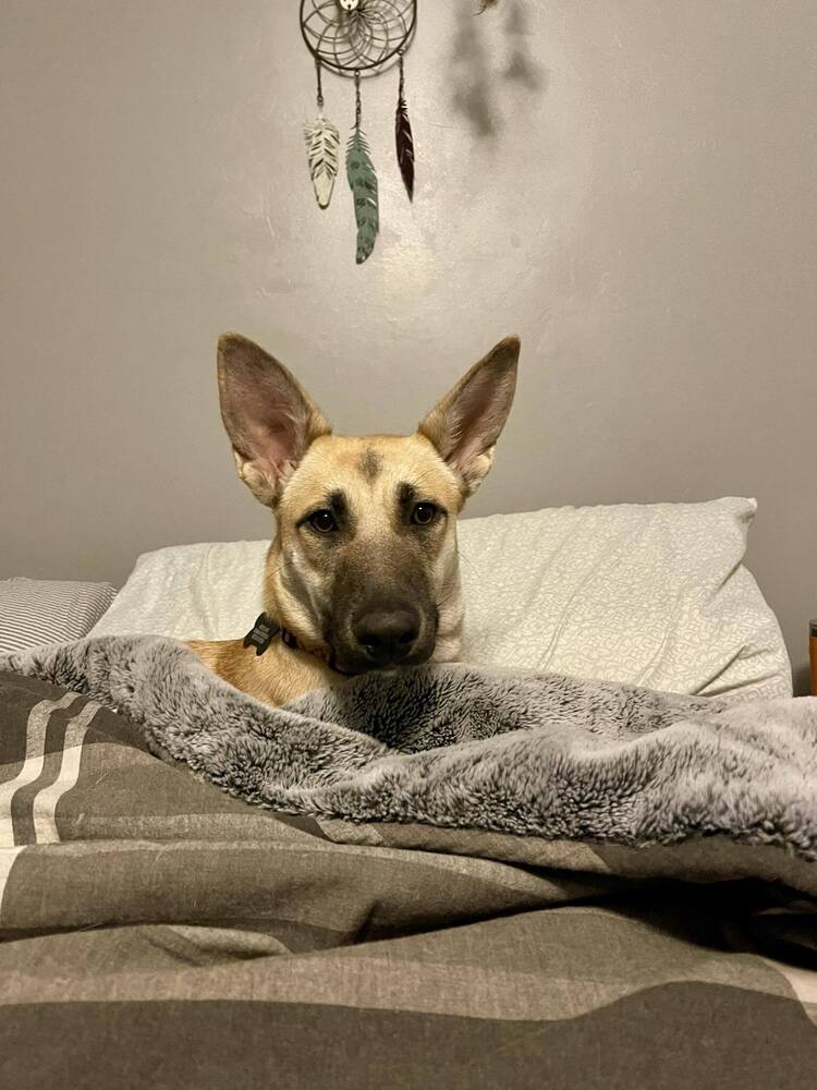 Lucy Leigh, an adoptable German Shepherd Dog in Fredonia, WI, 53021 | Photo Image 2