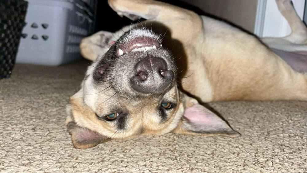 Lucy Leigh, an adoptable German Shepherd Dog in Fredonia, WI, 53021 | Photo Image 5