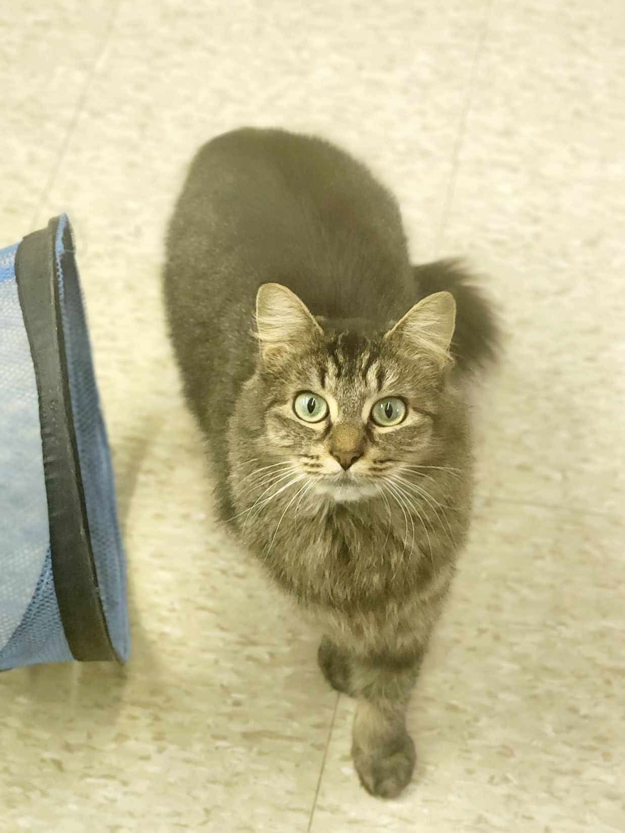 Nala