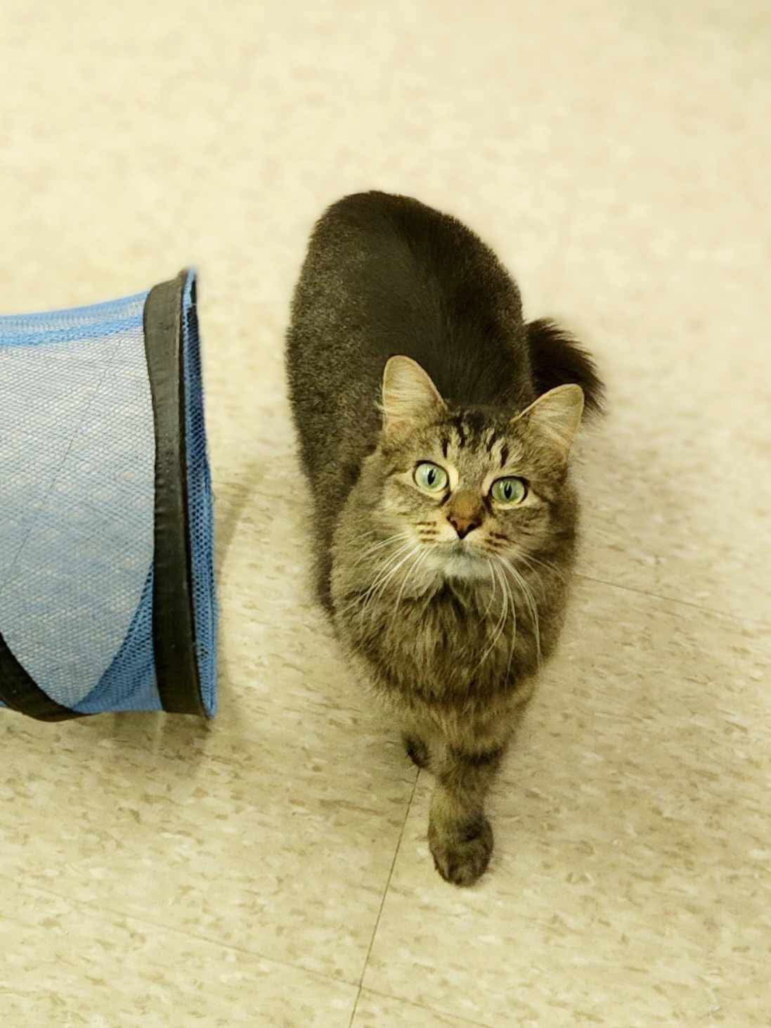 Nala