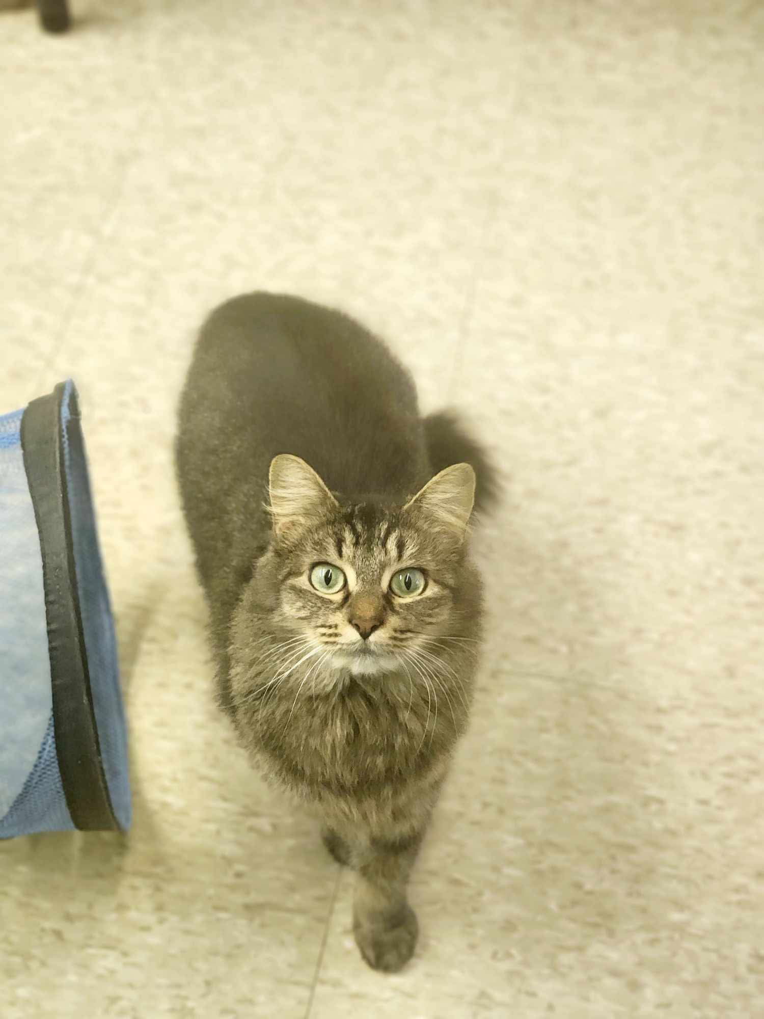 Nala