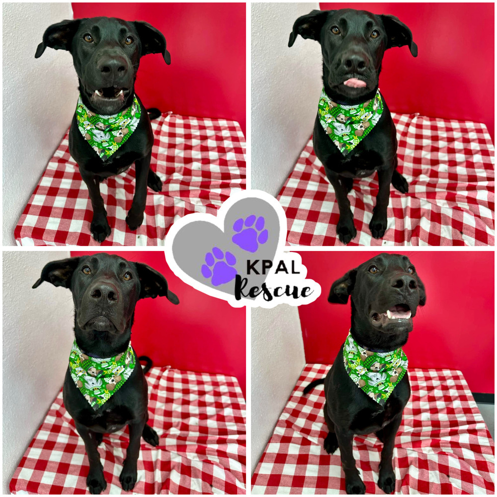 Avalanche - Winter Wonderland Litter, an adoptable Mixed Breed in Kenai, AK, 99611 | Photo Image 1