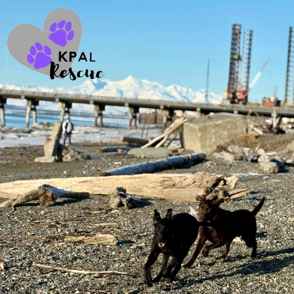 Avalanche - Winter Wonderland Litter, an adoptable Mixed Breed in Kenai, AK, 99611 | Photo Image 2