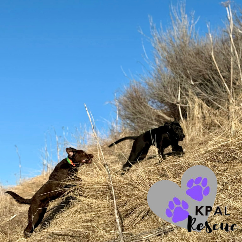 Avalanche - Winter Wonderland Litter, an adoptable Mixed Breed in Kenai, AK, 99611 | Photo Image 3