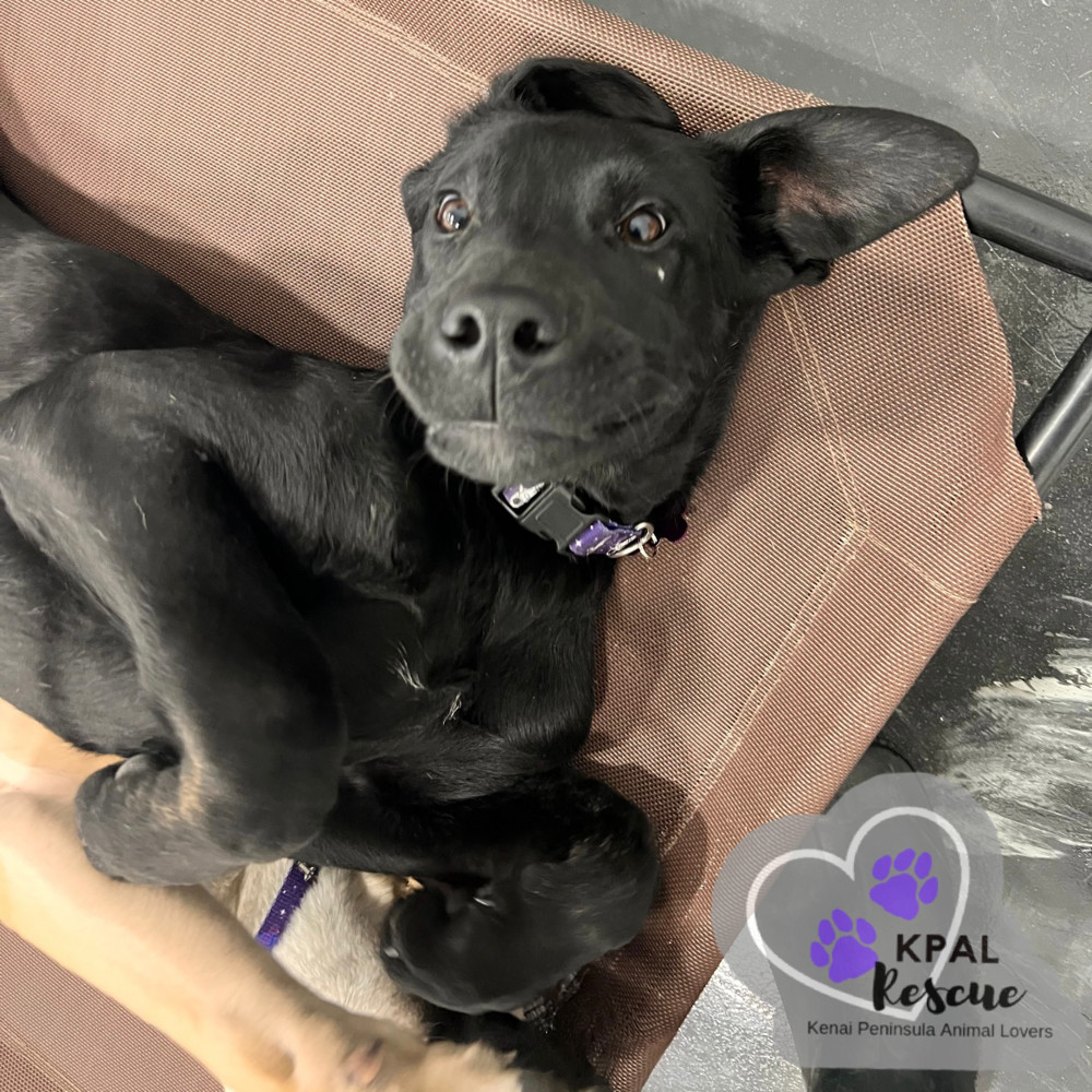 Avalanche - Winter Wonderland Litter, an adoptable Mixed Breed in Kenai, AK, 99611 | Photo Image 4