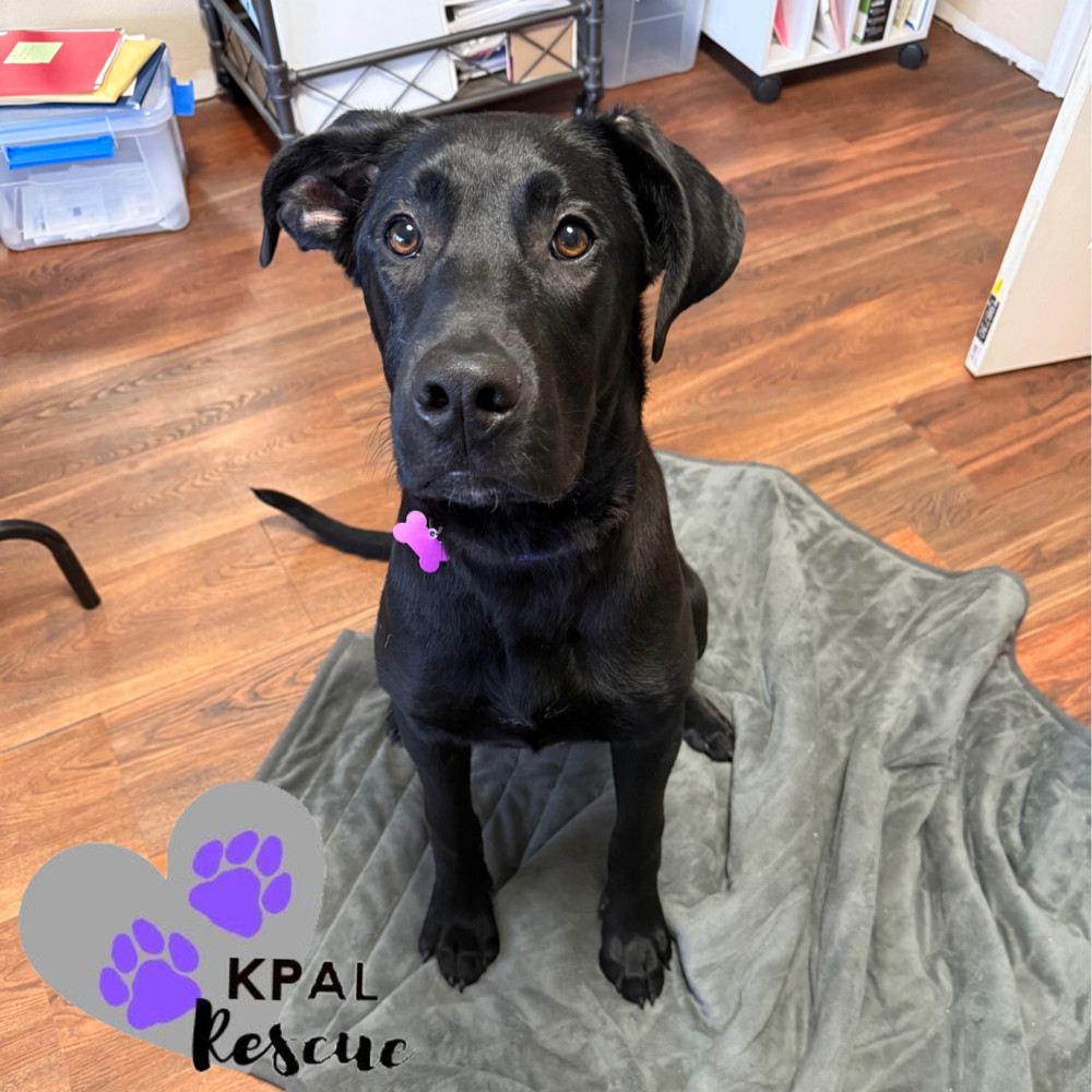 Avalanche - Winter Wonderland Litter, an adoptable Mixed Breed in Kenai, AK, 99611 | Photo Image 6