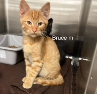 Bruce, an adoptable Domestic Short Hair in Bend, OR, 97701 | Photo Image 1