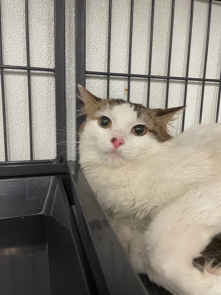 Violet, an adoptable Domestic Medium Hair in Rock Springs, WY, 82901 | Photo Image 1