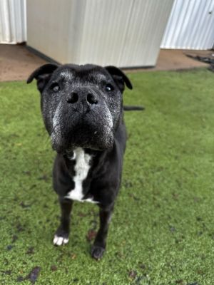 Bill A049293, Adult Male Pit Bull Terrier