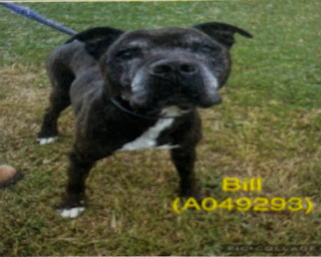 Bill A049293 2