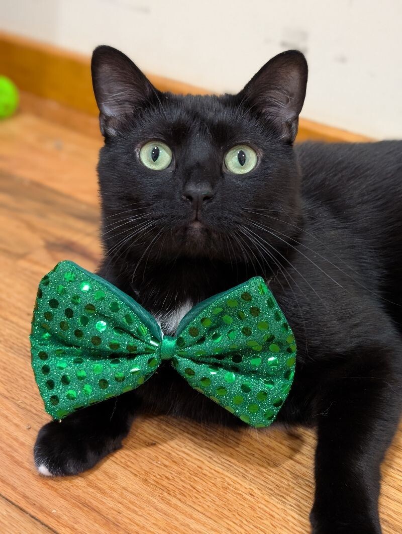 PJ