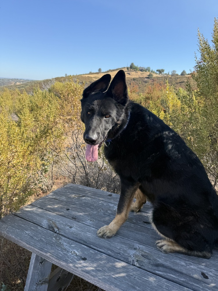 Creed, an adoptable German Shepherd Dog, Border Collie in Shingle Springs, CA, 95682 | Photo Image 1