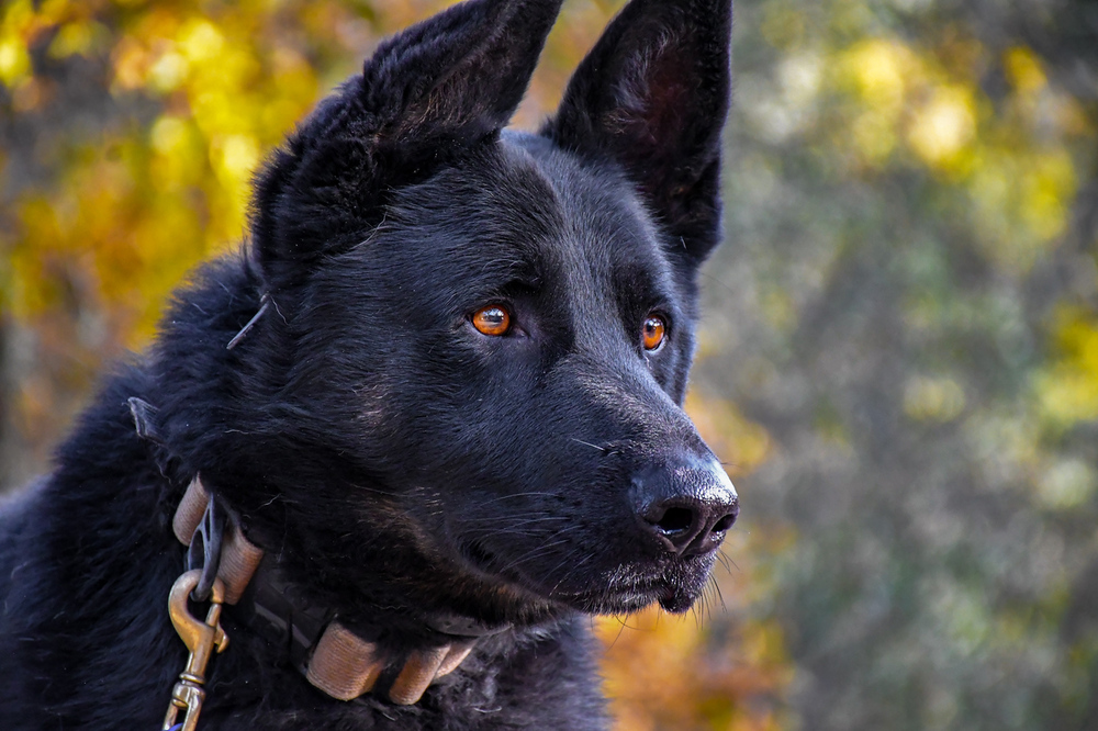 Creed, an adoptable German Shepherd Dog, Border Collie in Shingle Springs, CA, 95682 | Photo Image 2