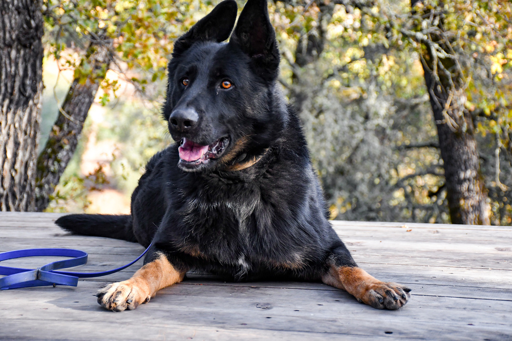 Creed, an adoptable German Shepherd Dog, Border Collie in Shingle Springs, CA, 95682 | Photo Image 3