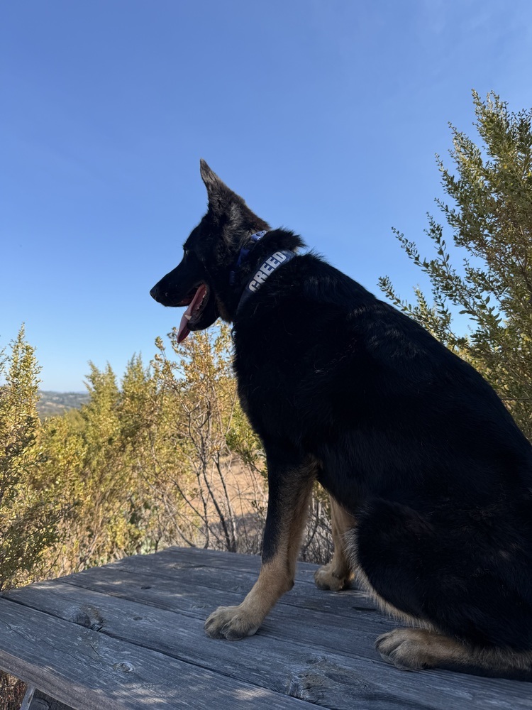 Creed, an adoptable German Shepherd Dog, Border Collie in Shingle Springs, CA, 95682 | Photo Image 4