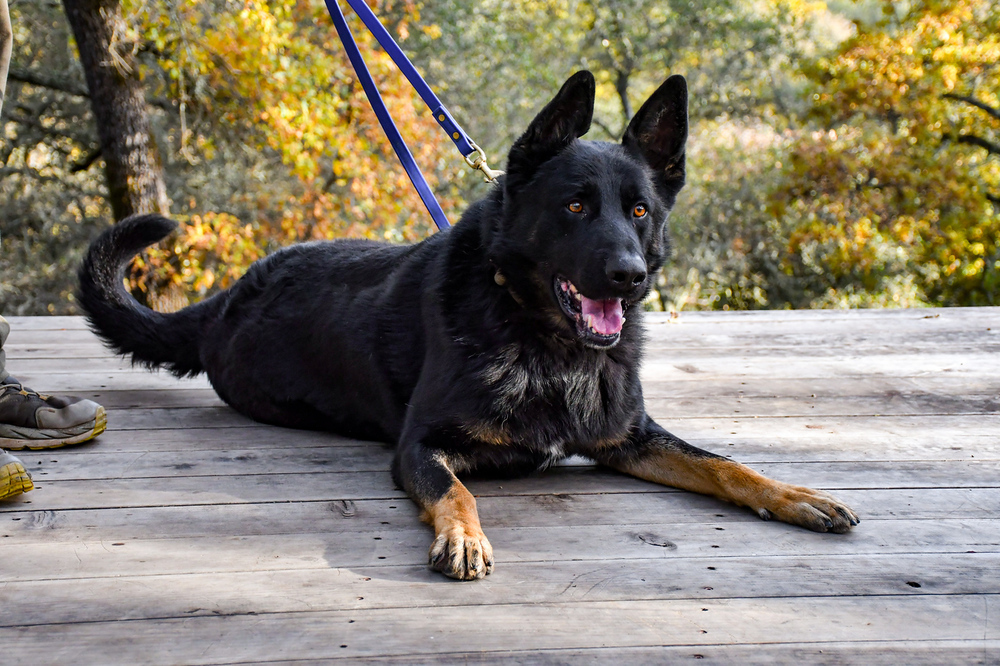 Creed, an adoptable German Shepherd Dog, Border Collie in Shingle Springs, CA, 95682 | Photo Image 5