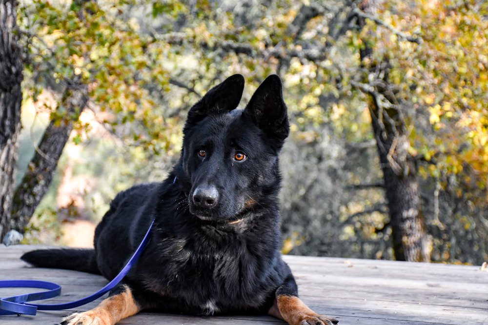 Creed, an adoptable German Shepherd Dog, Border Collie in Shingle Springs, CA, 95682 | Photo Image 6