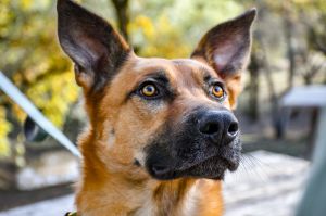 Flynn, Young Male German Shepherd Dog