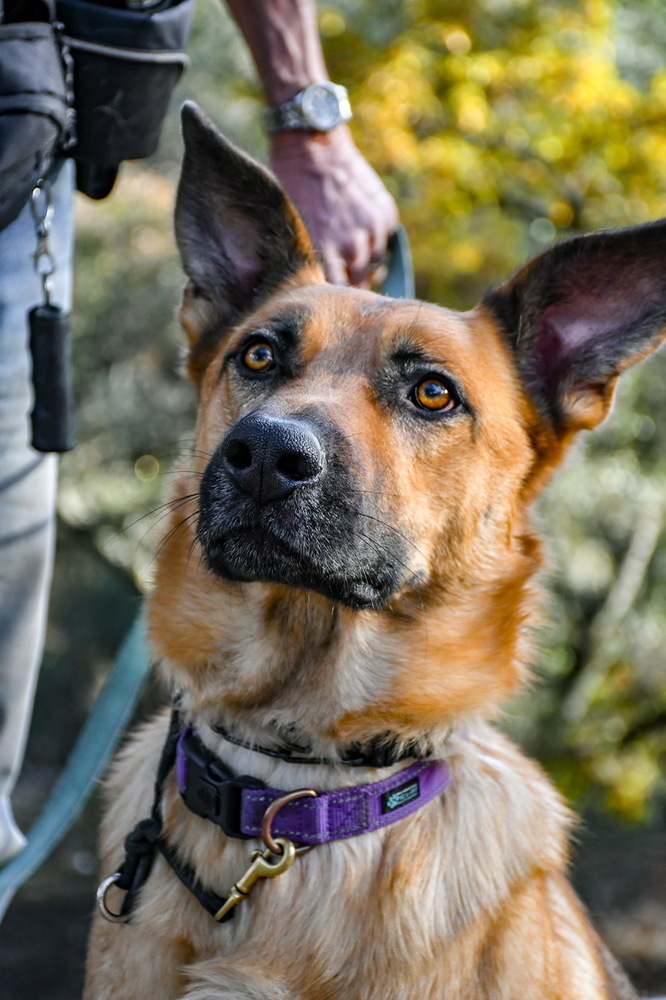 Flynn, an adoptable German Shepherd Dog, Husky in Shingle Springs, CA, 95682 | Photo Image 1