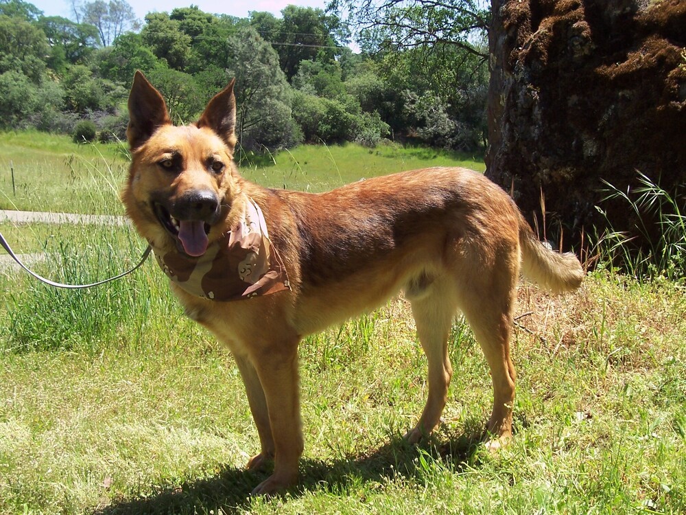 Flynn, an adoptable German Shepherd Dog, Husky in Shingle Springs, CA, 95682 | Photo Image 2