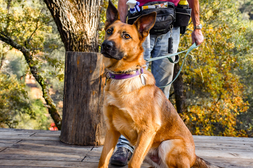 Flynn, an adoptable German Shepherd Dog, Husky in Shingle Springs, CA, 95682 | Photo Image 4