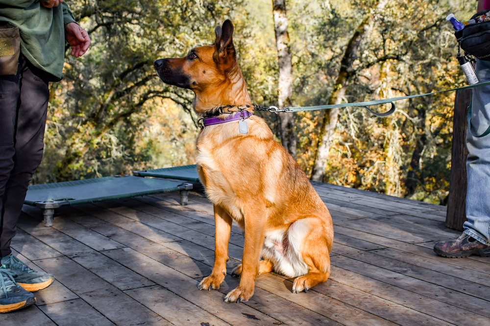 Flynn, an adoptable German Shepherd Dog, Husky in Shingle Springs, CA, 95682 | Photo Image 5
