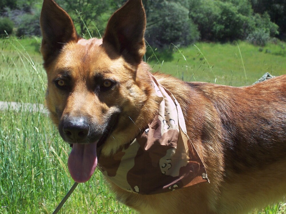 Flynn, an adoptable German Shepherd Dog, Husky in Shingle Springs, CA, 95682 | Photo Image 6
