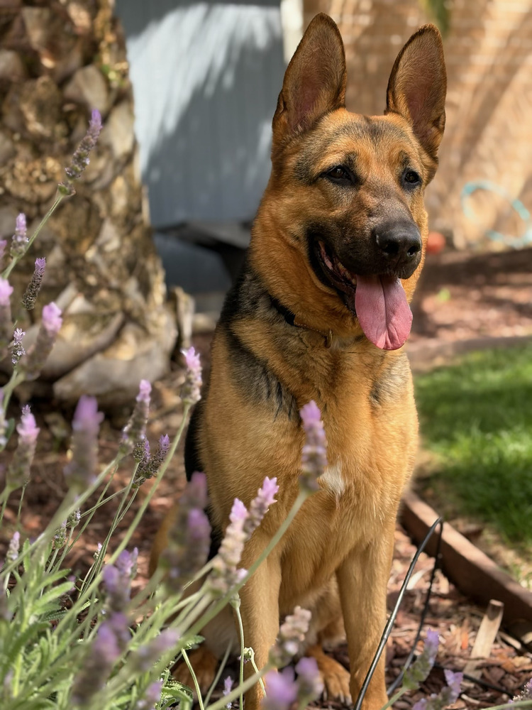 Harley, an adoptable German Shepherd Dog in Shingle Springs, CA, 95682 | Photo Image 1