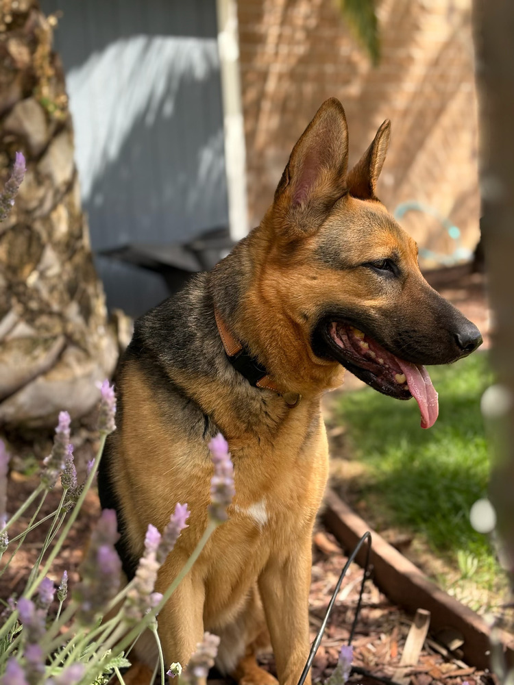 Harley, an adoptable German Shepherd Dog in Shingle Springs, CA, 95682 | Photo Image 2