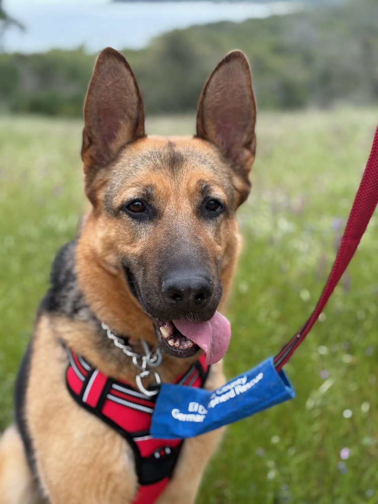 Harley, an adoptable German Shepherd Dog in Shingle Springs, CA, 95682 | Photo Image 3