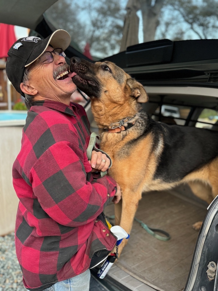 Harley, an adoptable German Shepherd Dog in Shingle Springs, CA, 95682 | Photo Image 4