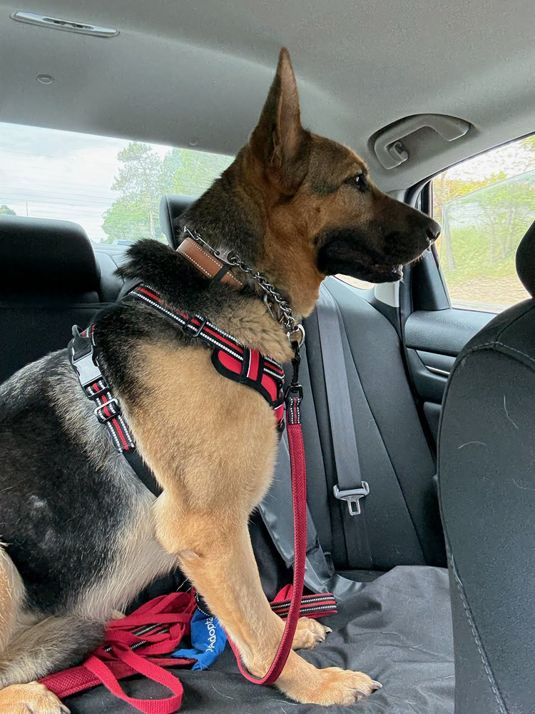 Harley, an adoptable German Shepherd Dog in Shingle Springs, CA, 95682 | Photo Image 5