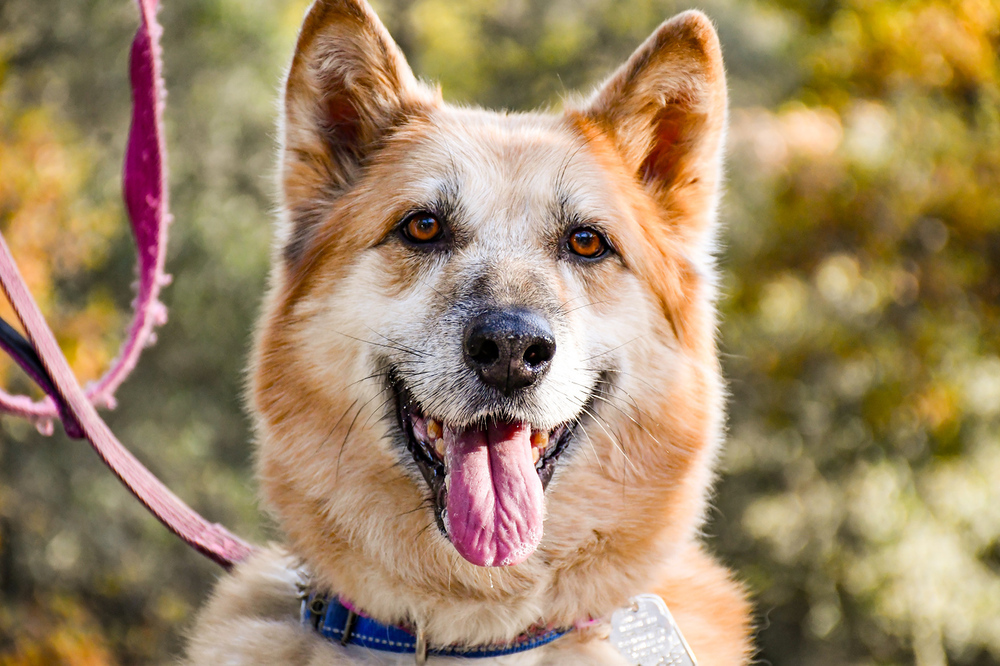 Ellie, an adoptable German Shepherd Dog, Eskimo Dog in Shingle Springs, CA, 95682 | Photo Image 1