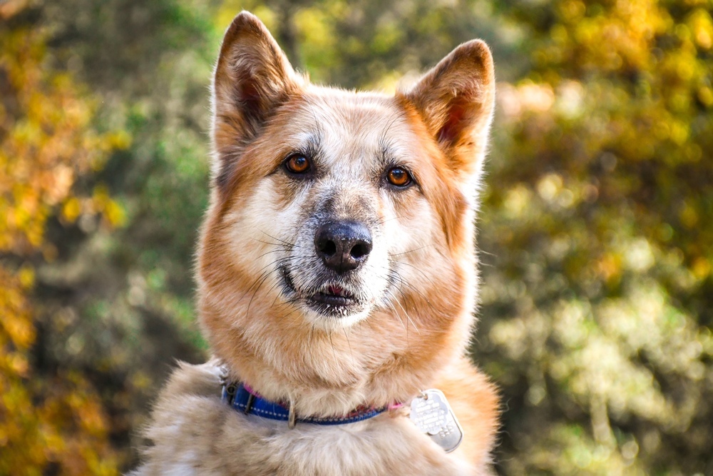 Ellie, an adoptable German Shepherd Dog, Eskimo Dog in Shingle Springs, CA, 95682 | Photo Image 2