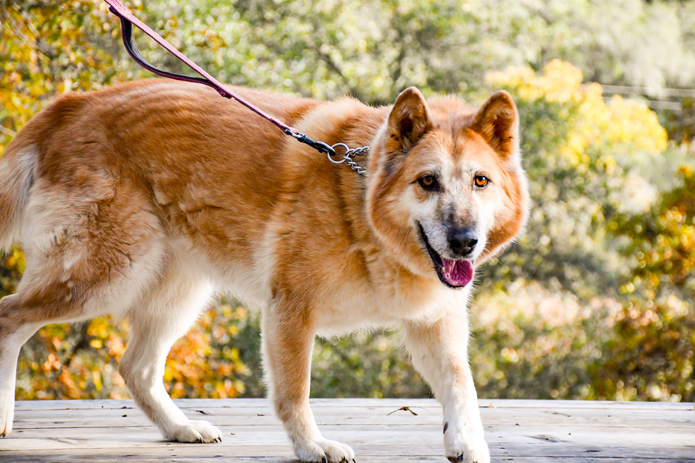Ellie, an adoptable German Shepherd Dog, Eskimo Dog in Shingle Springs, CA, 95682 | Photo Image 3
