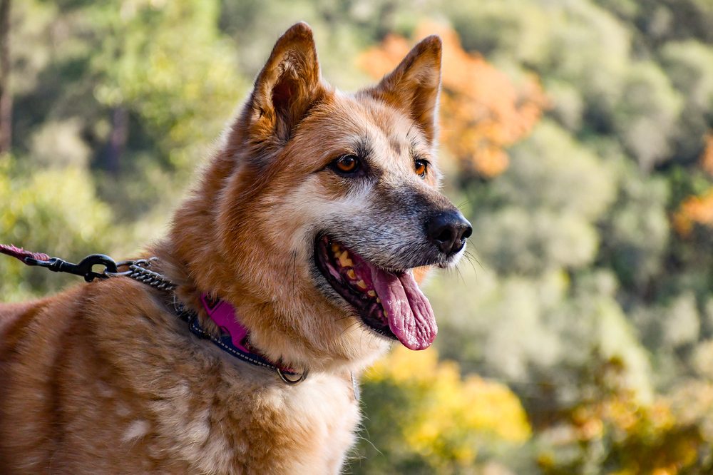 Ellie, an adoptable German Shepherd Dog, Eskimo Dog in Shingle Springs, CA, 95682 | Photo Image 4