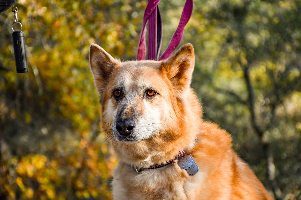 Ellie, an adoptable German Shepherd Dog, Eskimo Dog in Shingle Springs, CA, 95682 | Photo Image 5