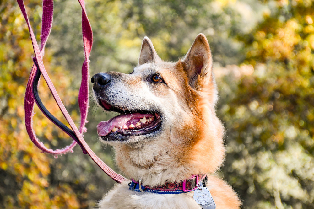 Ellie, an adoptable German Shepherd Dog, Eskimo Dog in Shingle Springs, CA, 95682 | Photo Image 6