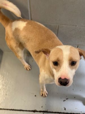 Wilson, Young Male Labrador Retriever