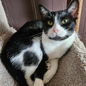 Shirley, Adult Female Domestic Short Hair