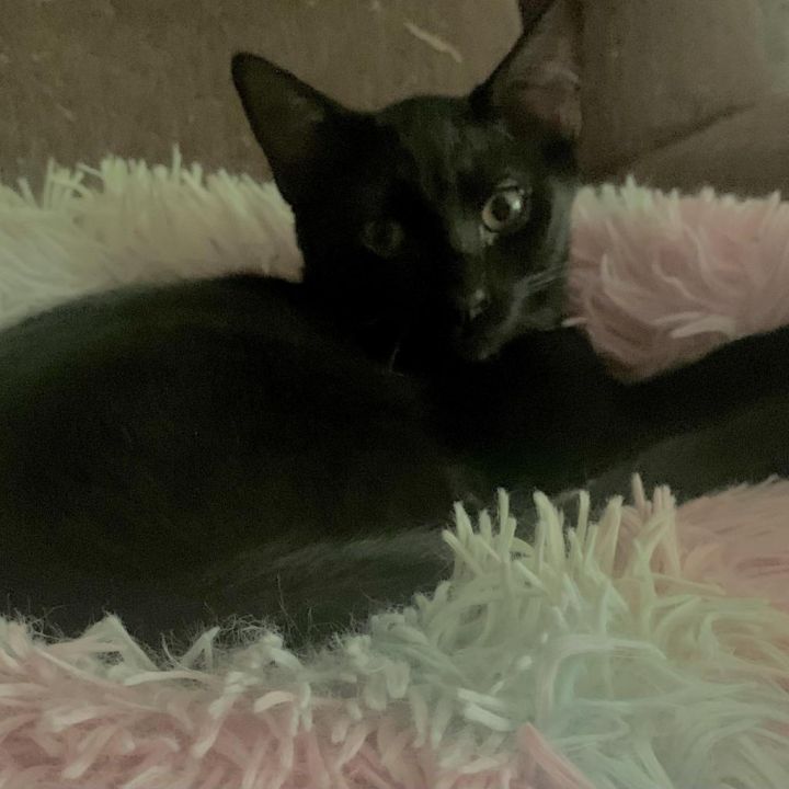 Prince 1