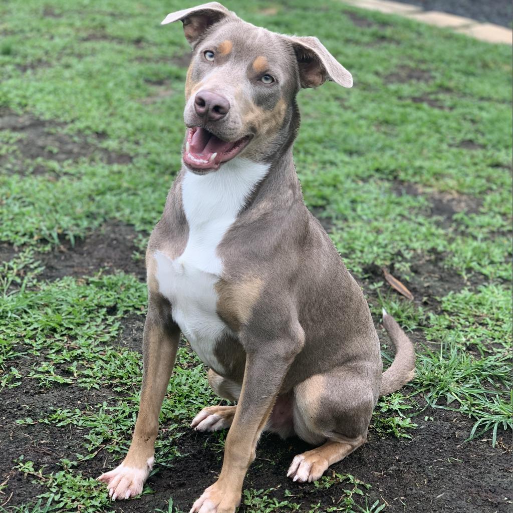 Manny, an adoptable Mixed Breed in Keaau, HI, 96749 | Photo Image 1