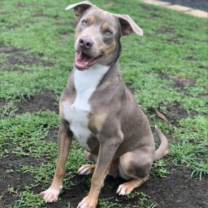 Manny, Adult Male Mixed Breed