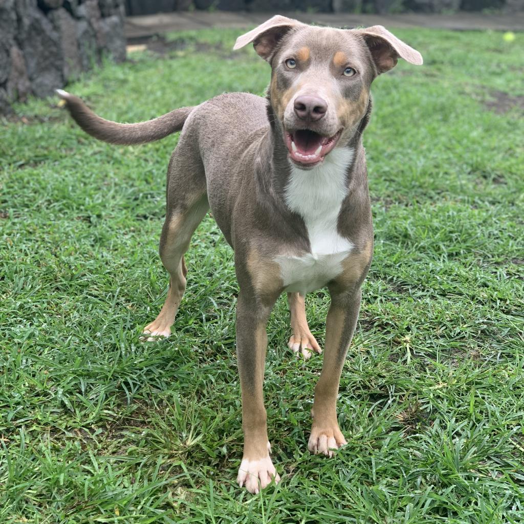 Manny, an adoptable Mixed Breed in Keaau, HI, 96749 | Photo Image 2