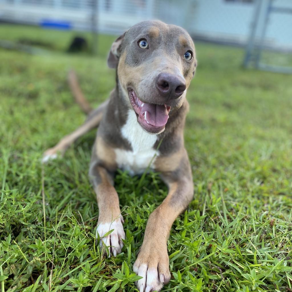 Manny, an adoptable Mixed Breed in Keaau, HI, 96749 | Photo Image 3