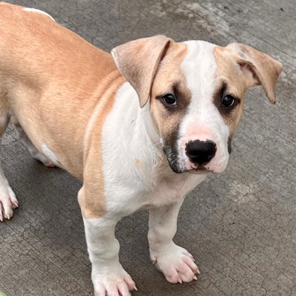 Herb Litter: Thyme, an adoptable Pit Bull Terrier in Keaau, HI, 96749 | Photo Image 1