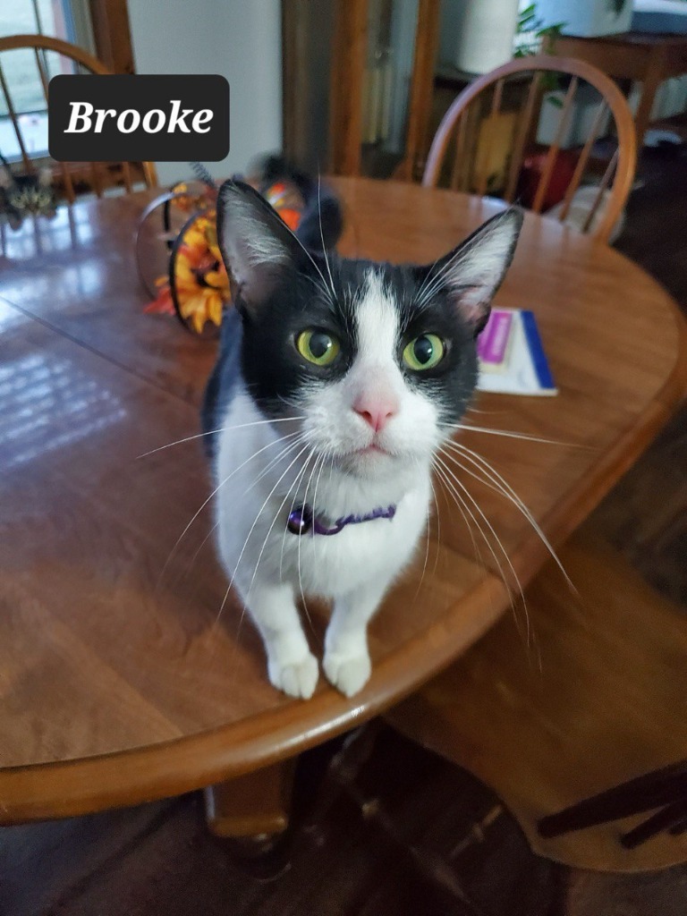 Brooke, an adoptable Domestic Short Hair in Buffalo, MO, 65622 | Photo Image 1