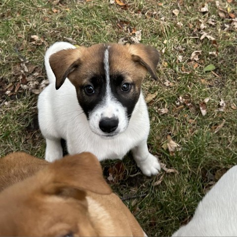 Murtagh, an adoptable Mixed Breed in Duluth, MN, 55804 | Photo Image 1