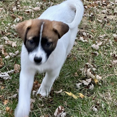 Murtagh, an adoptable Mixed Breed in Duluth, MN, 55804 | Photo Image 2